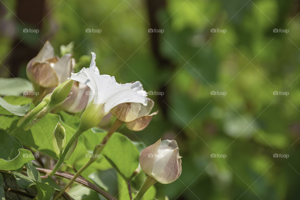 White and Pink flowers that are blooming Background blurred green leaves