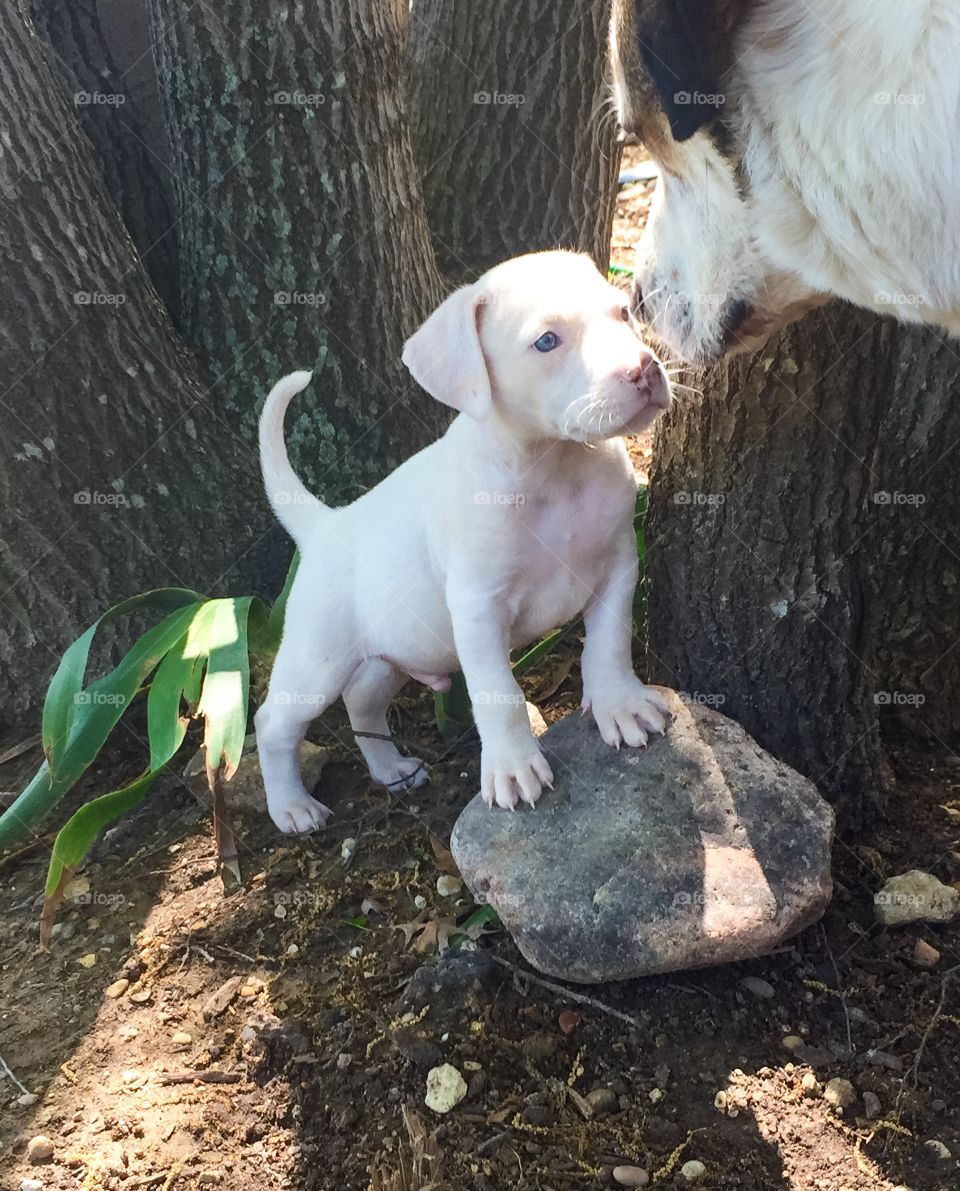 Big brother, little brother 