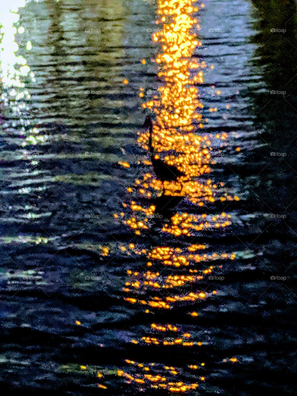 Bird in the Water Early Evening