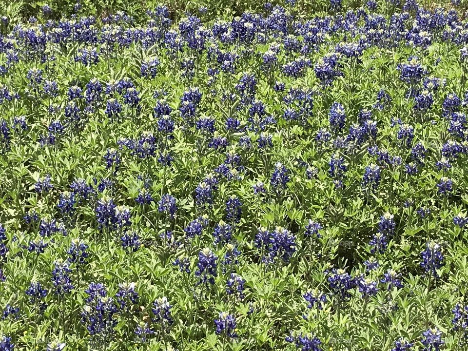 Texas Bluebonnets