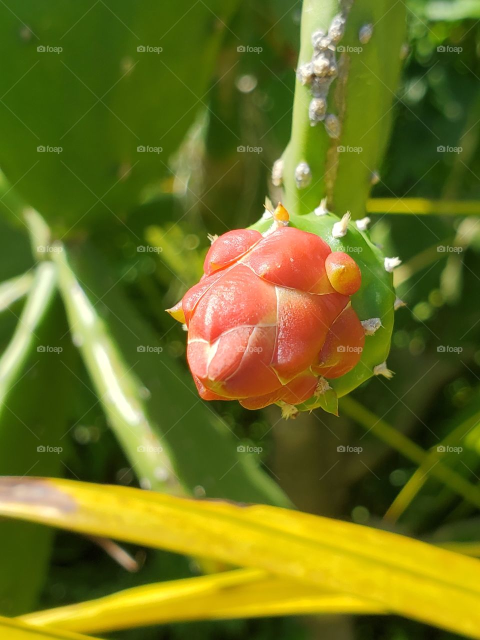 cactus flowers