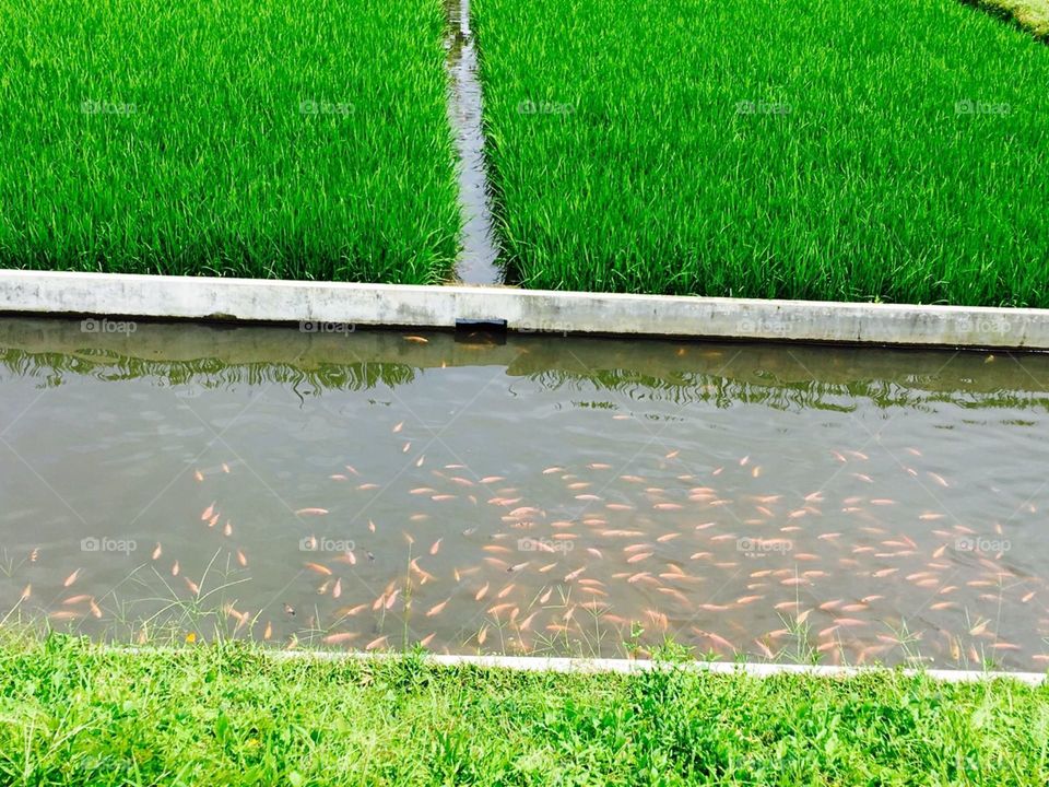rice fields and fish maintenance