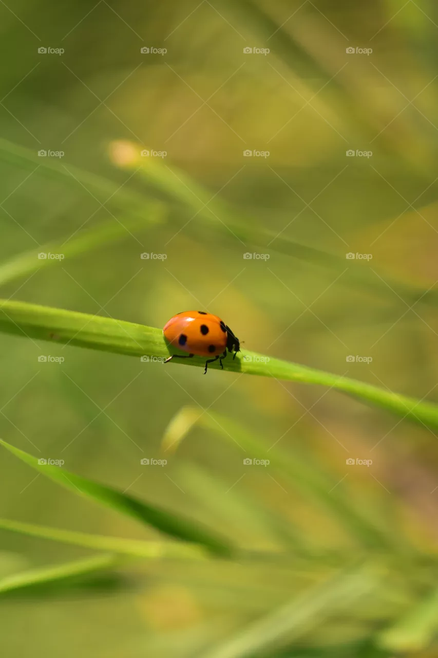 summer macro beetle