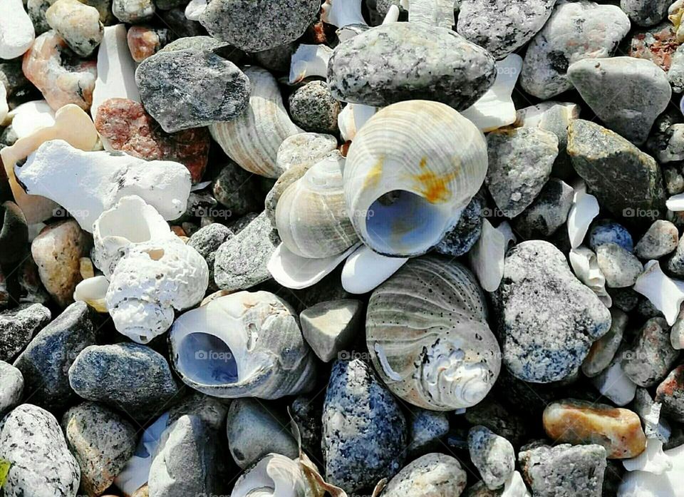 Seashells and stones on the beach