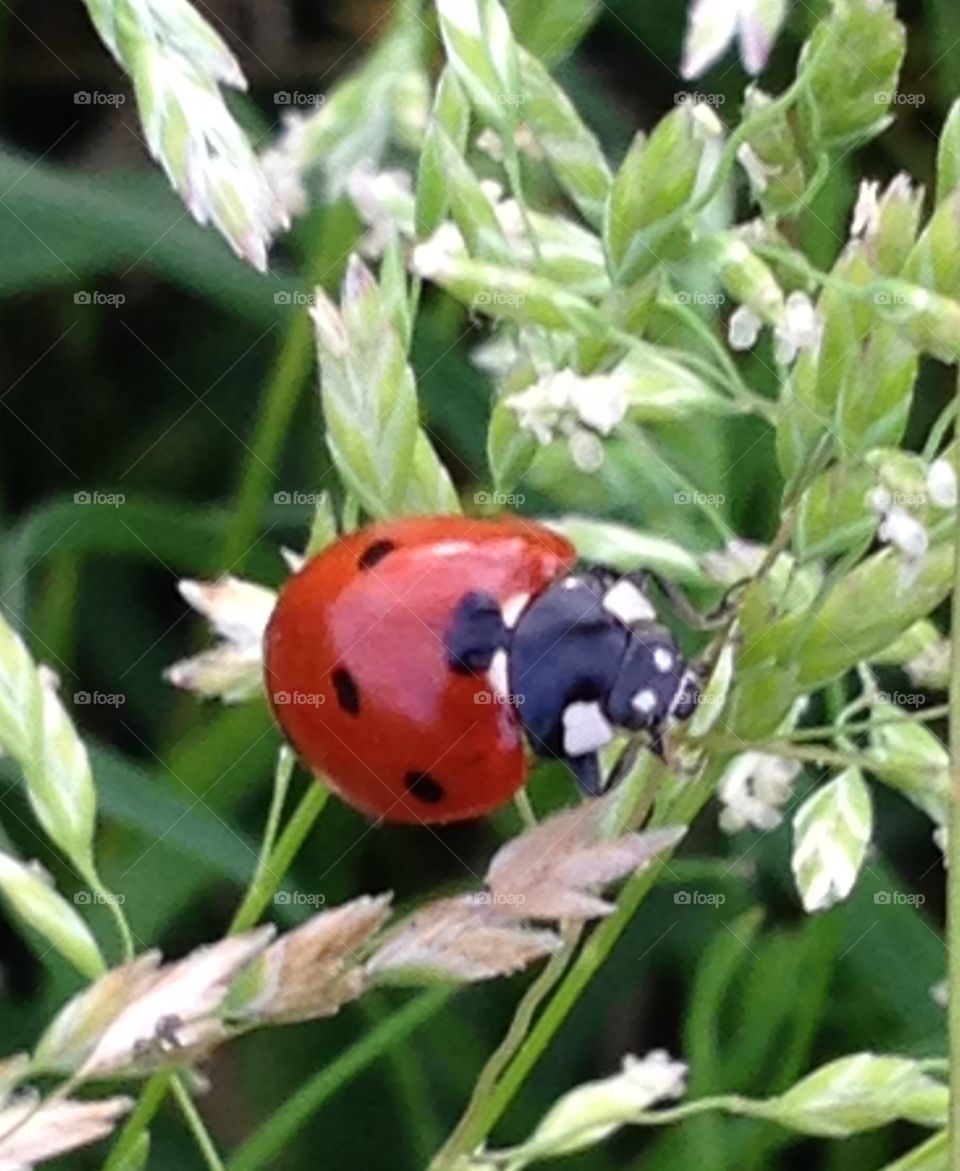 Texas red ladybug