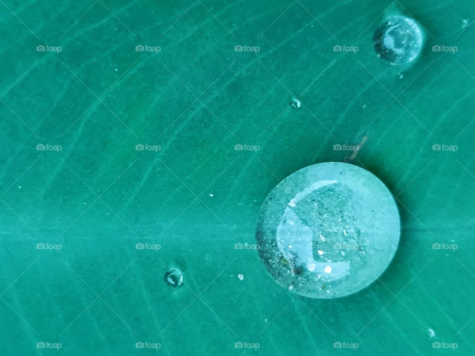 water drops on leaves