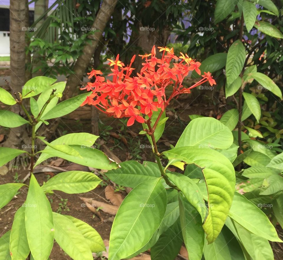 Roadside bush with flowers