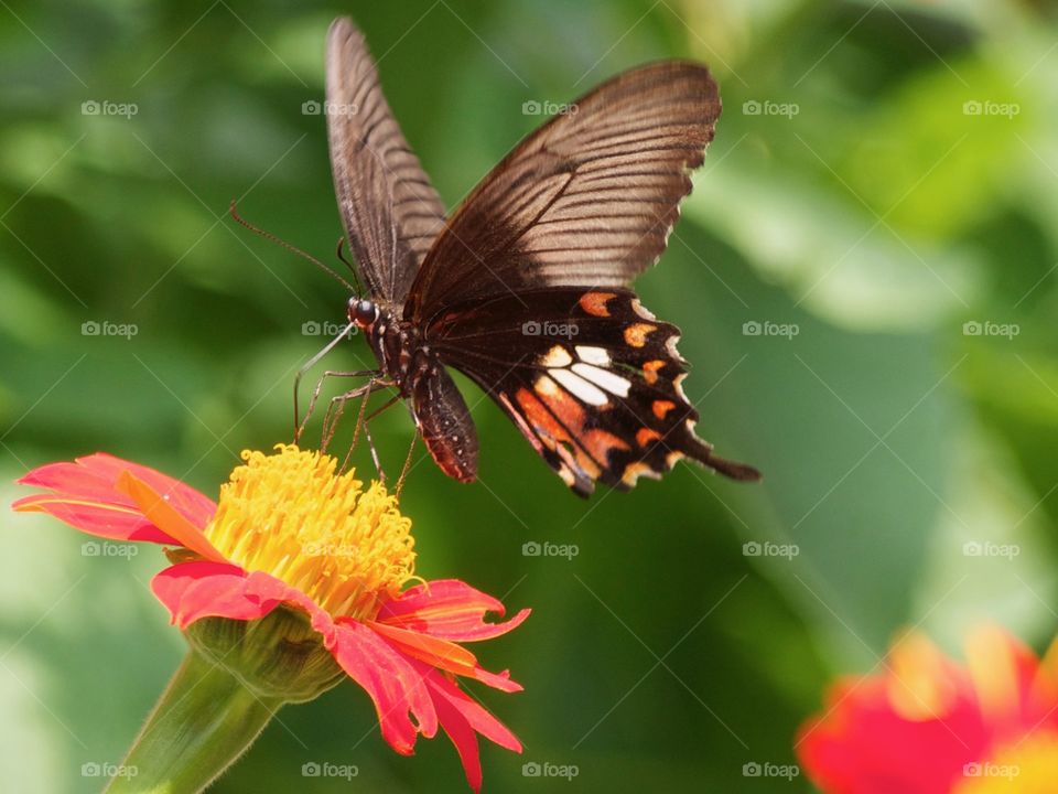 Butterfly landing on a flower 