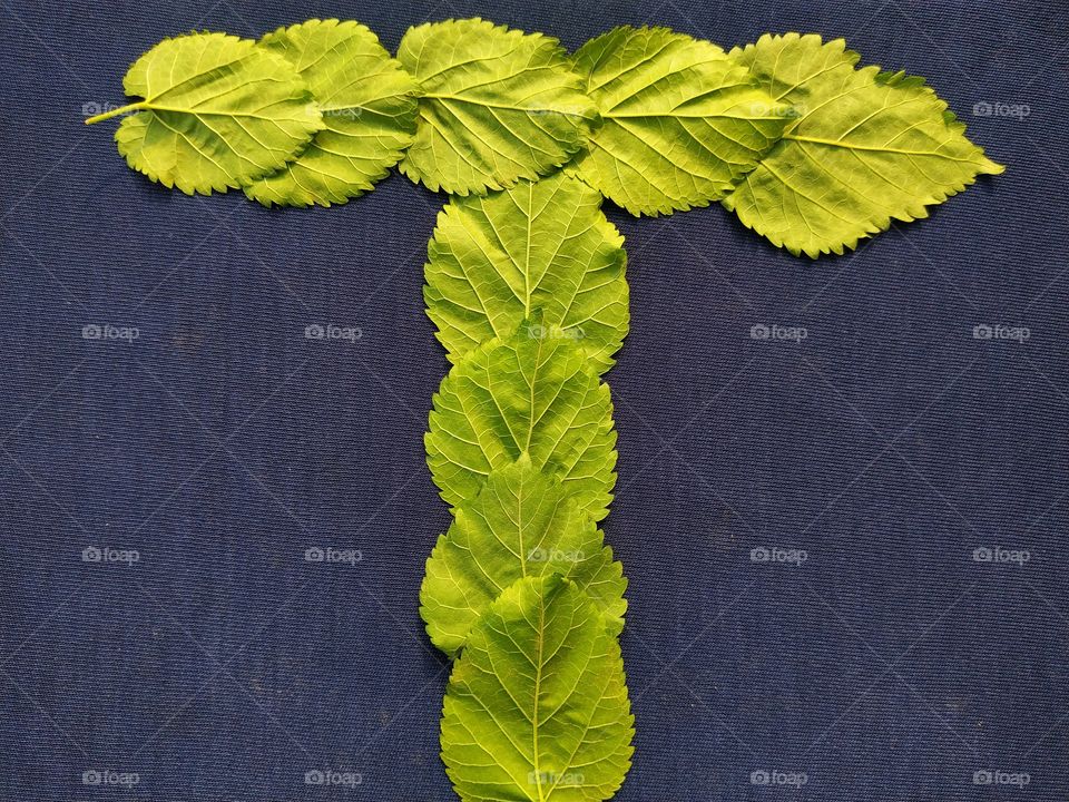 Letter T alphabet made with mulberry Tree Green leaf over blue background