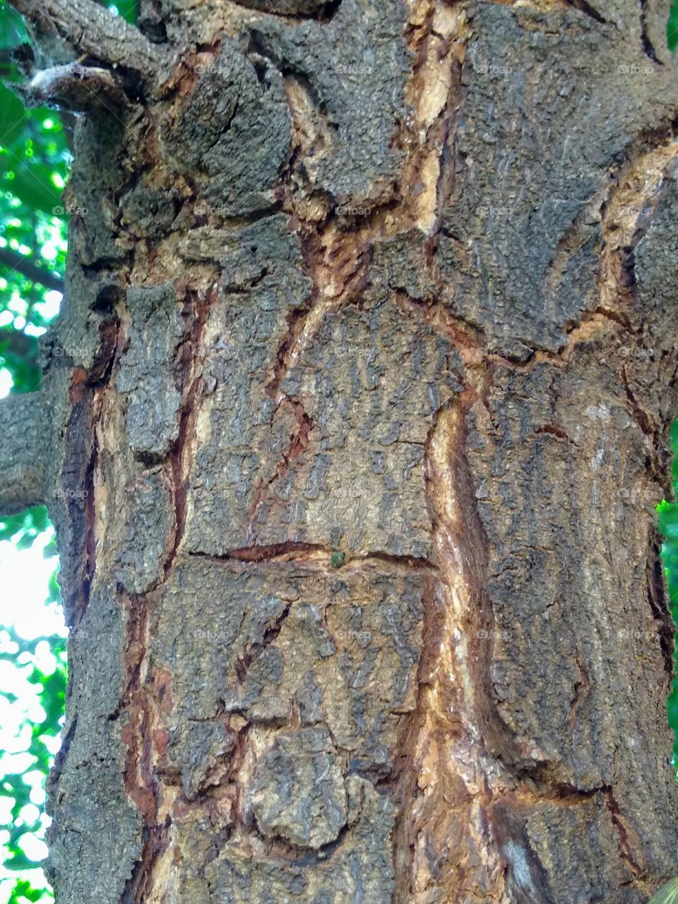 trunk