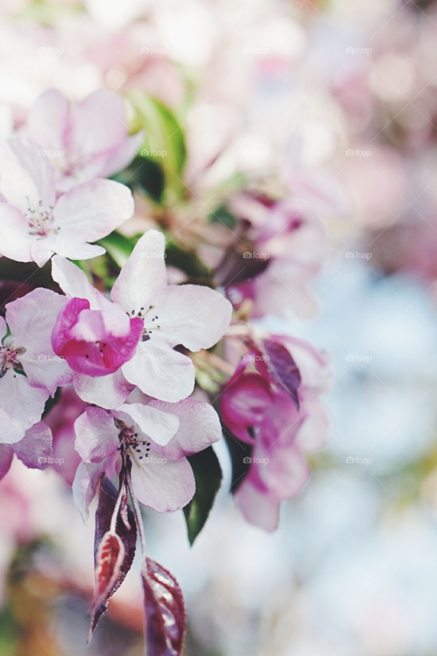 apple tree blossom