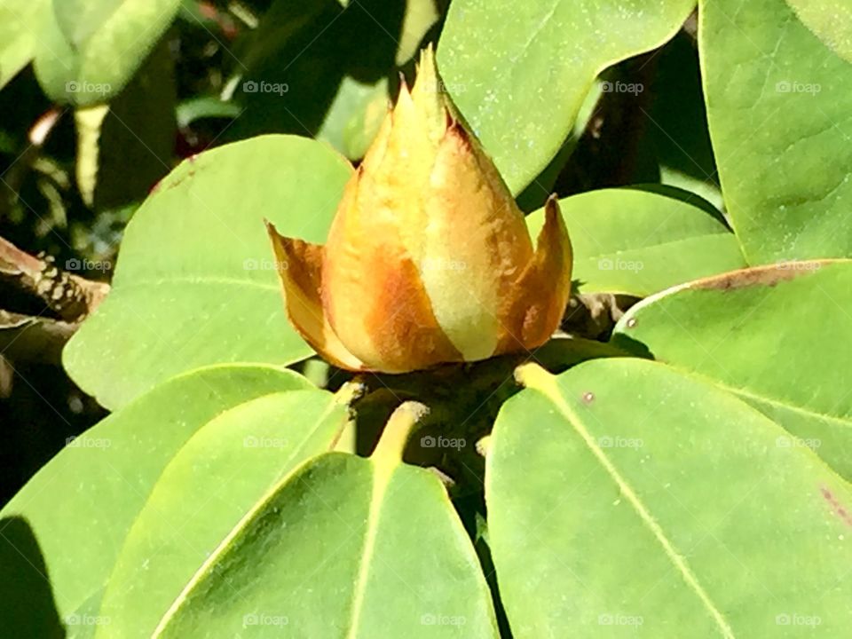 Rhododendron bud