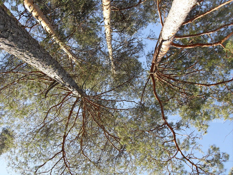 tree perspective