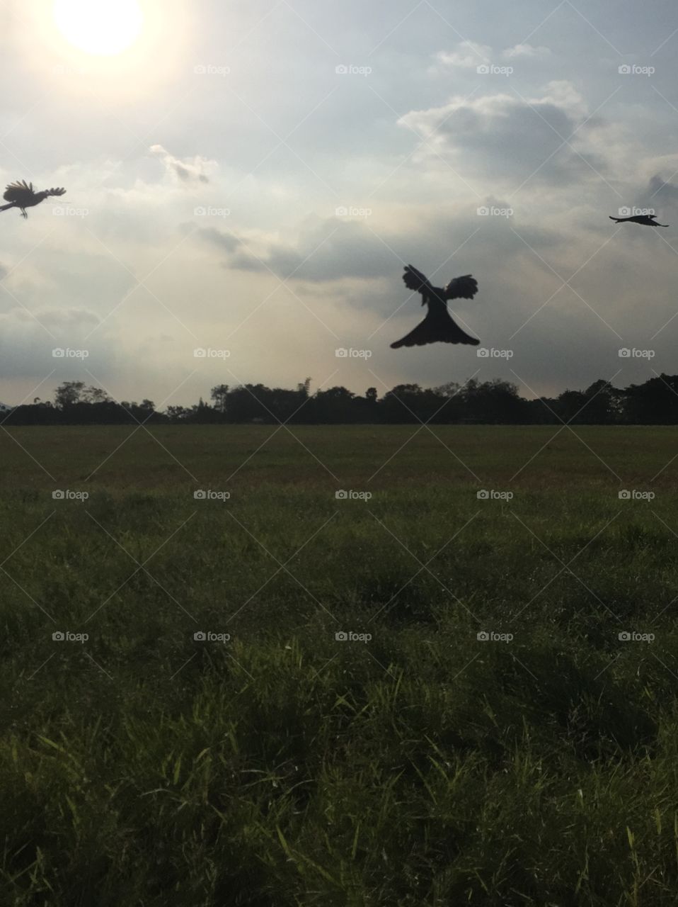 Bird in meadow before sunset 