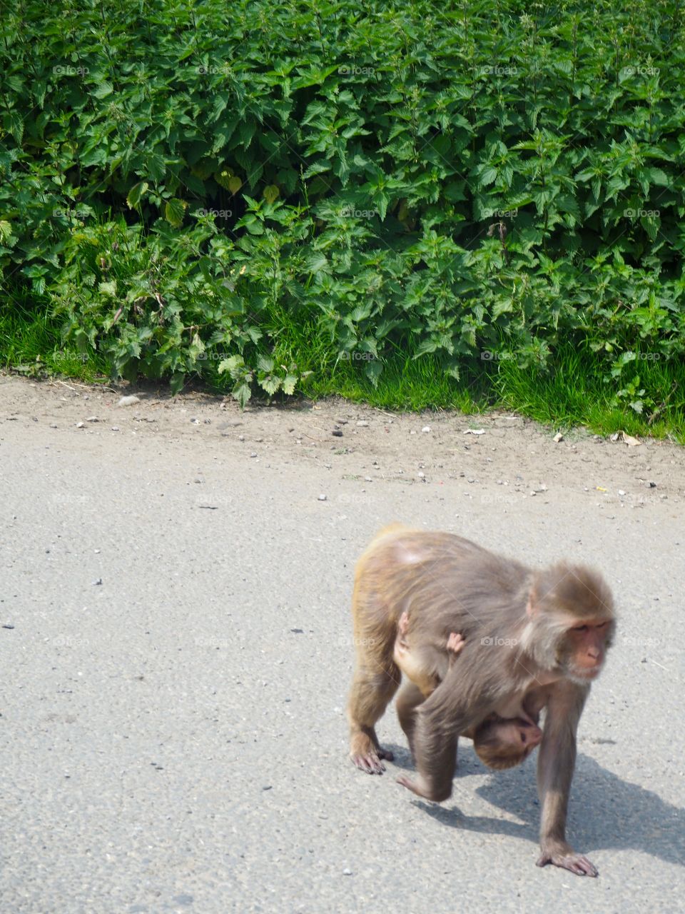 Mummy and baby monkey at the safari park