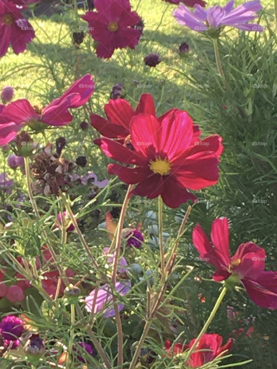 Sunny cosmos in evening light