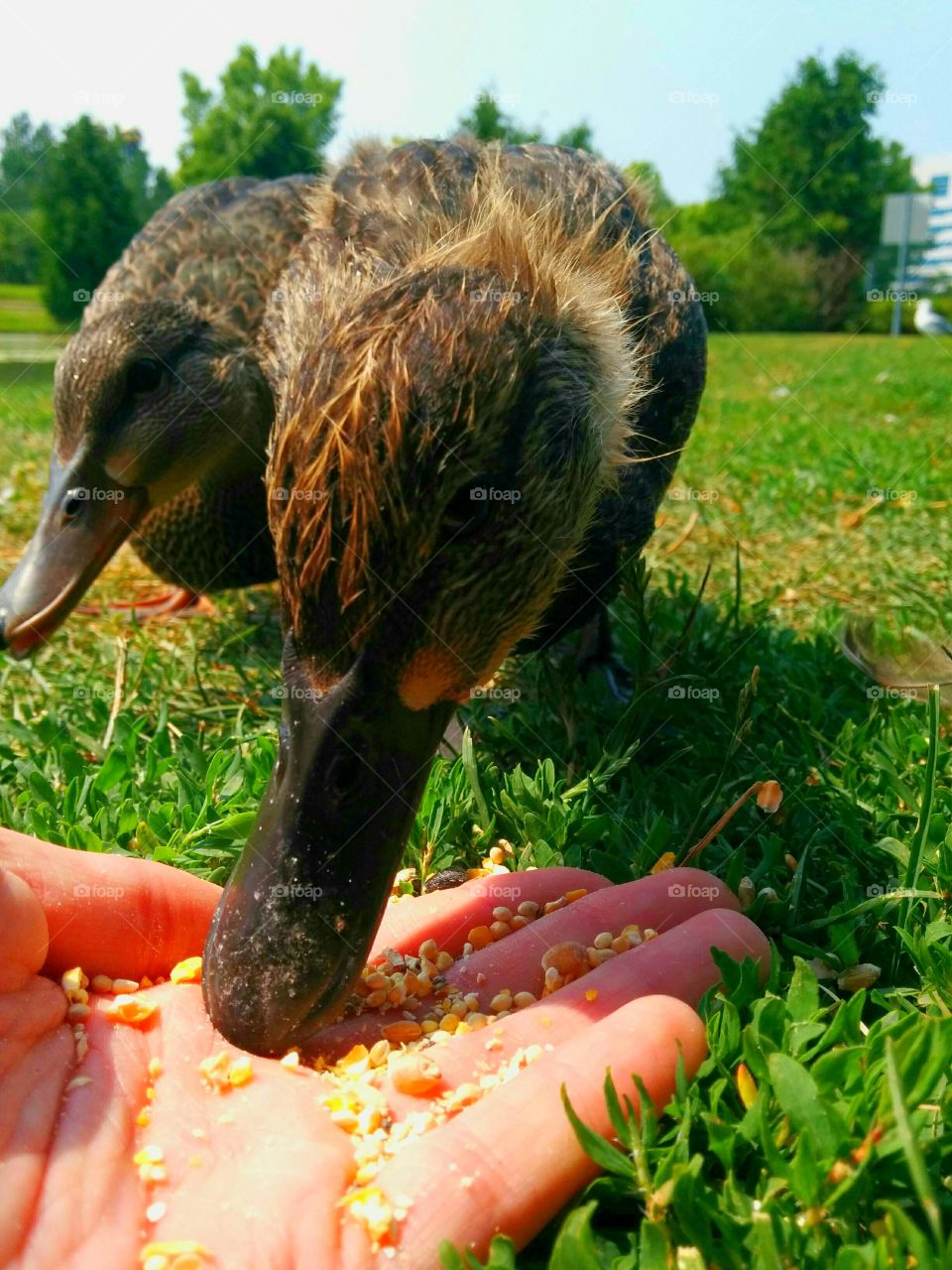 Ducks feeding from hand. feeding ducks by the lake on sunny day