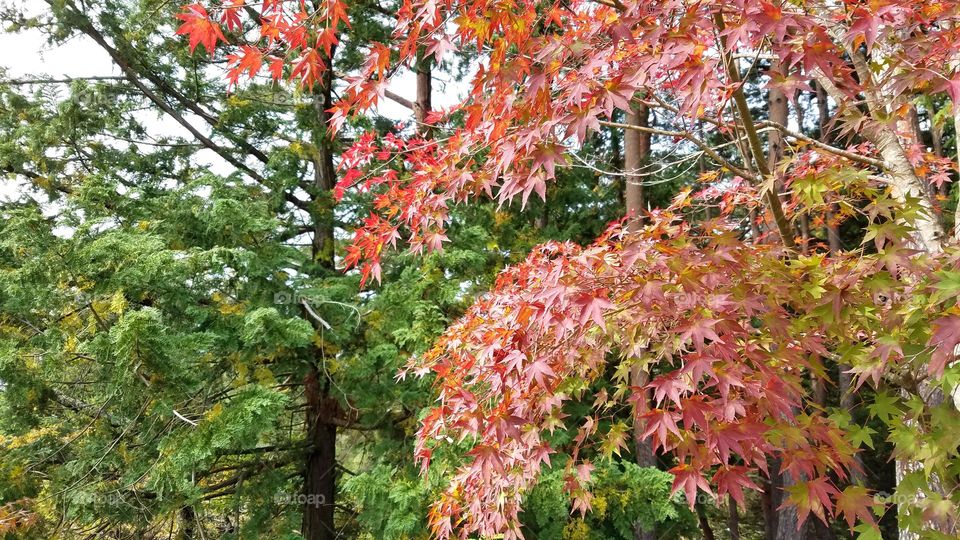 Fall foliage