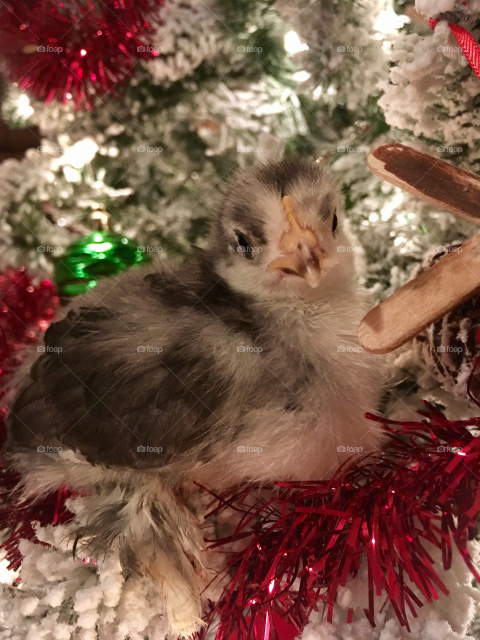 Christmas Chicken 