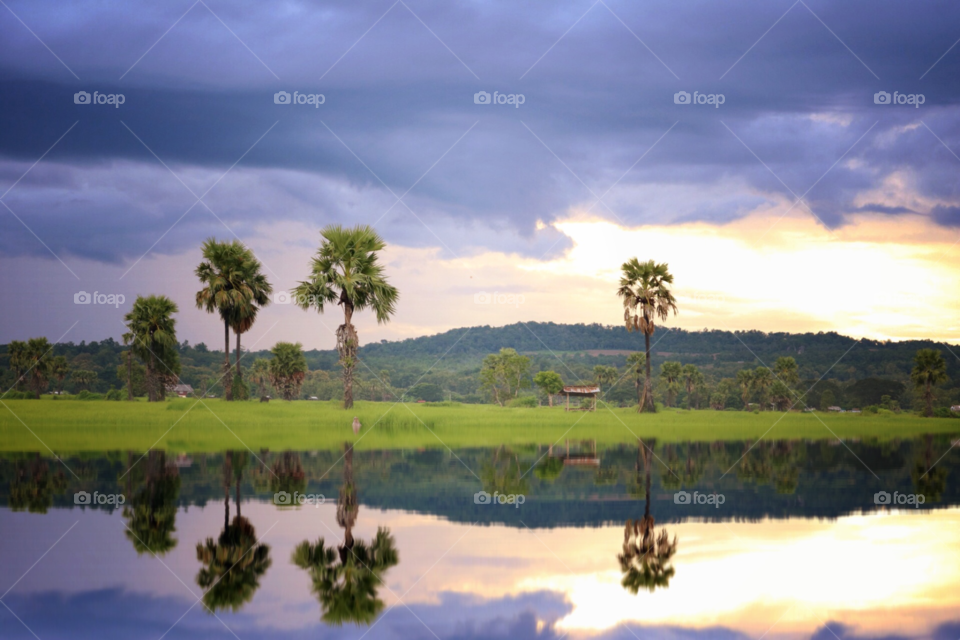 nature  rice farm . rice farm view in Thailand