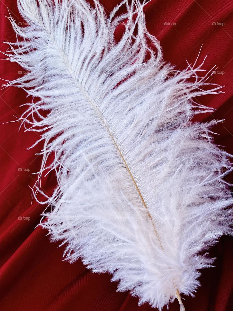 Feather