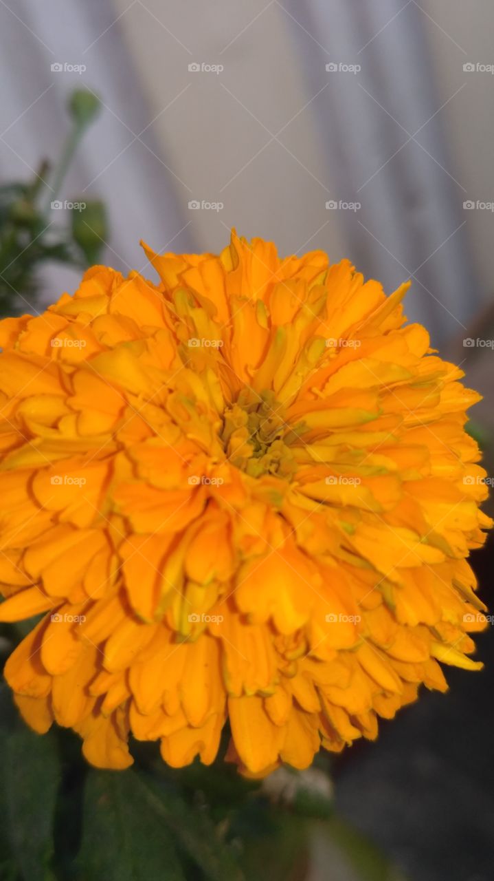 marigold flower