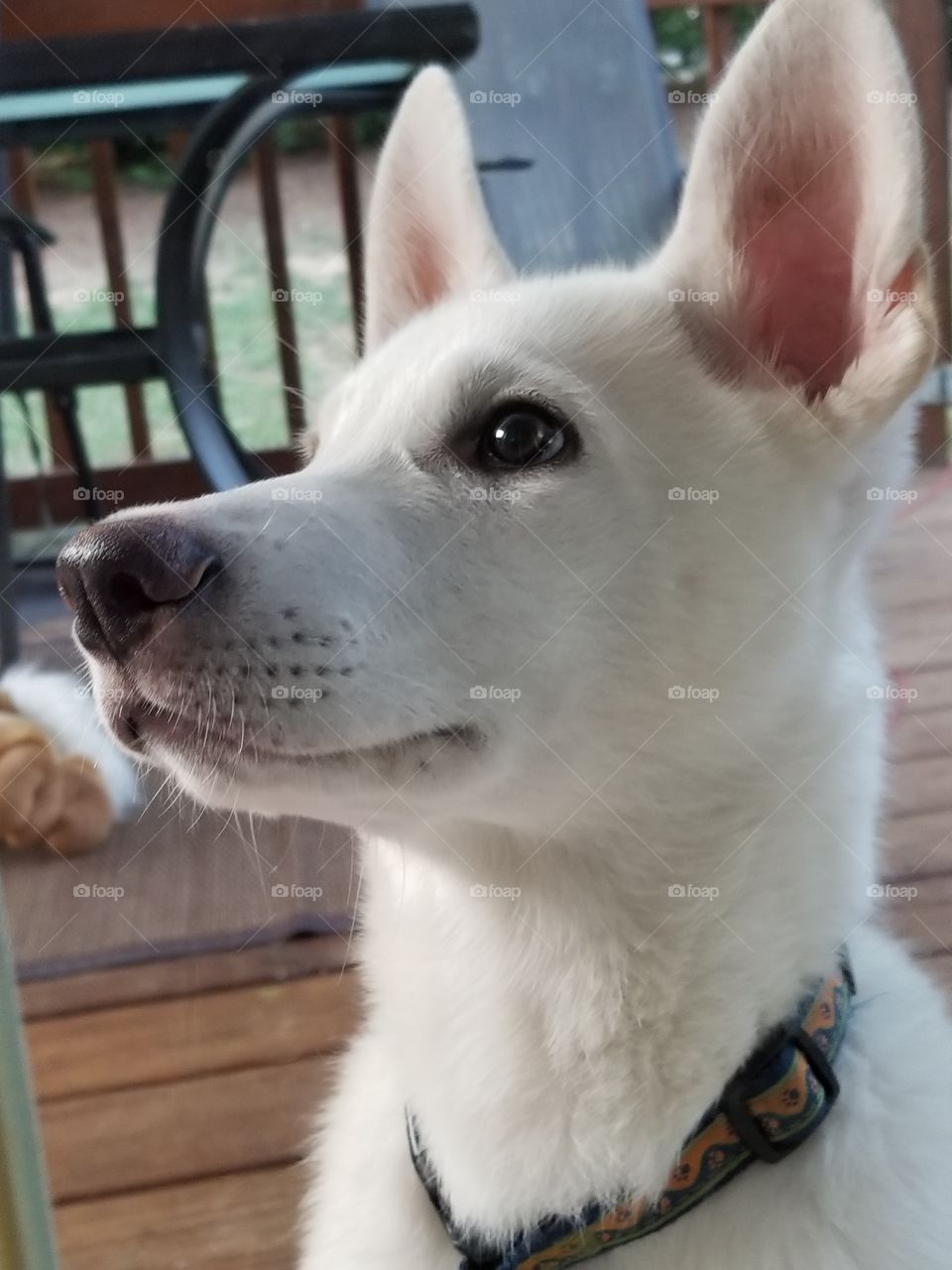 Dog, Cute, Portrait, Mammal, Pet