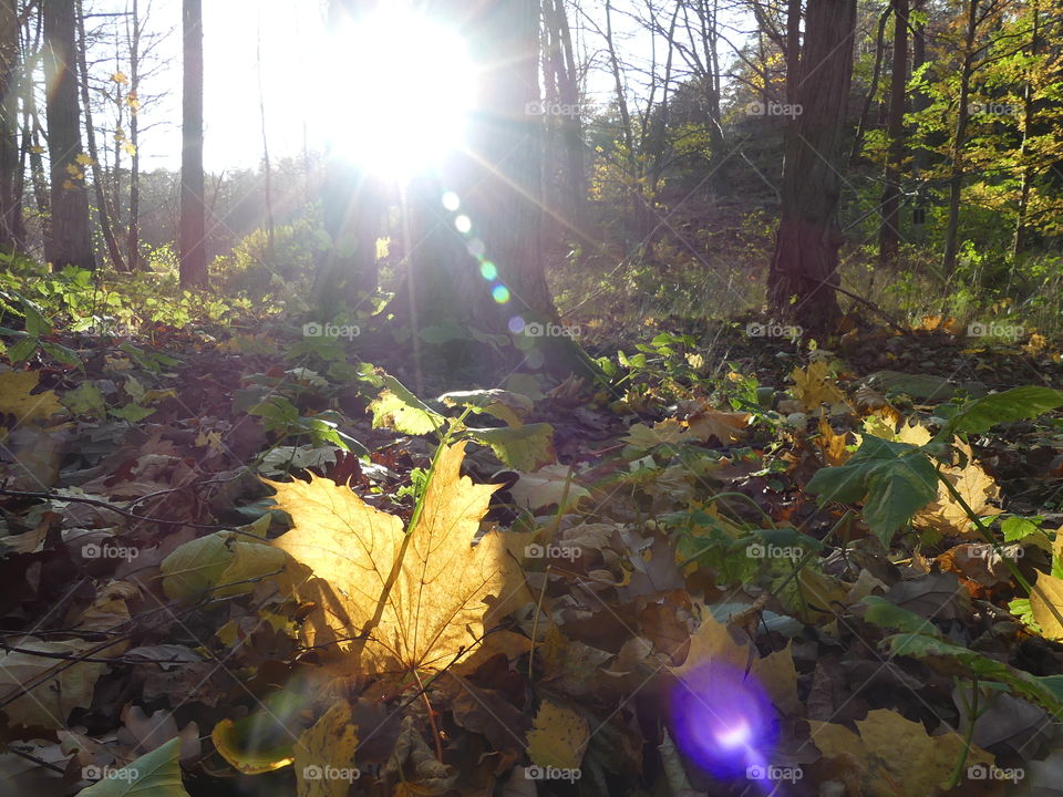 autumn sunshine