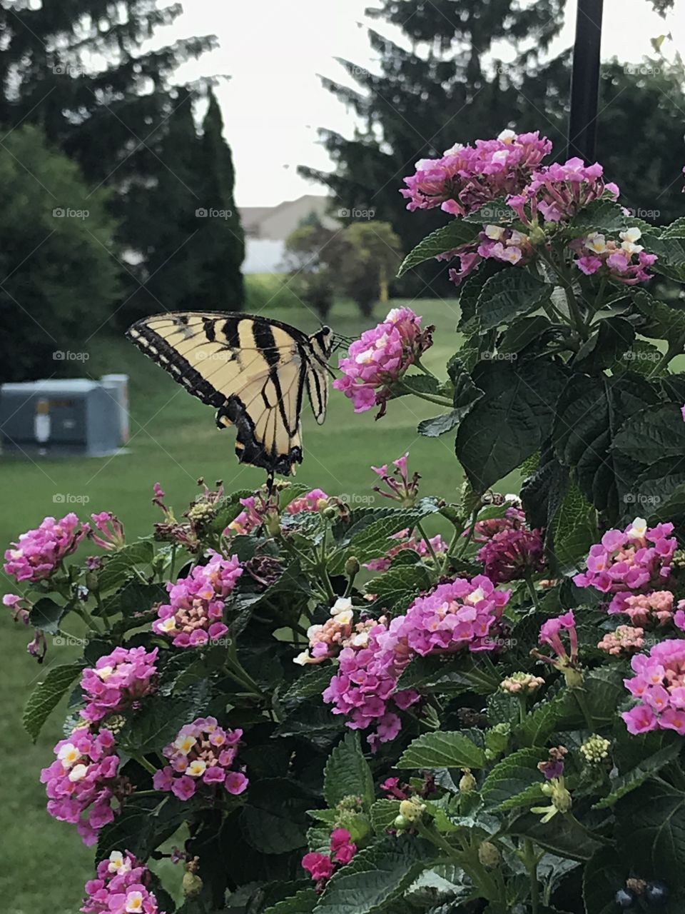 Swallowtail butterfly visiting the Lantana plant.