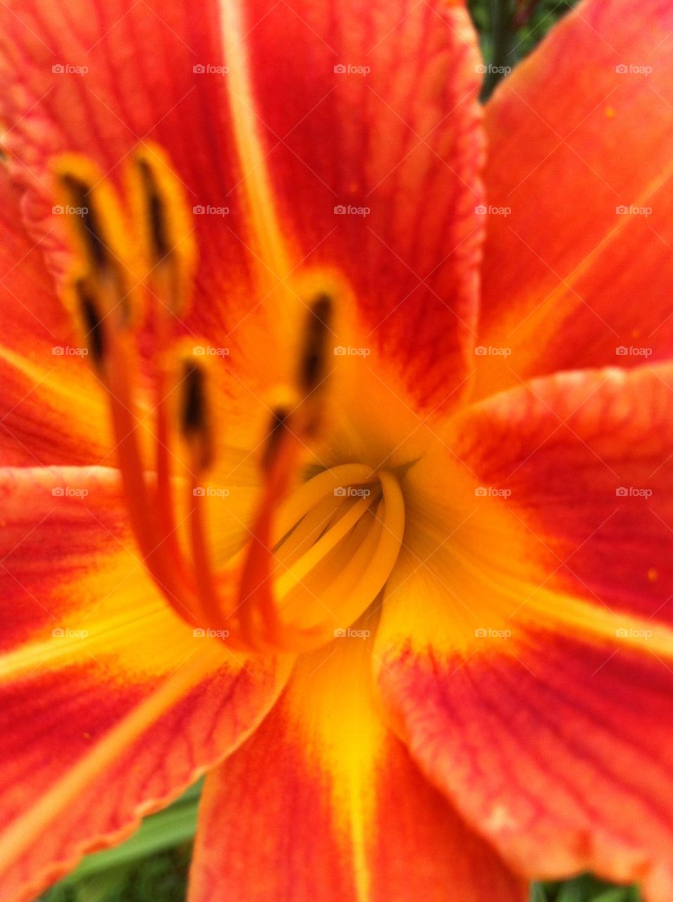 Tiger Lilly