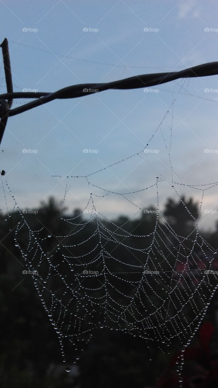 spiders web and drop of water