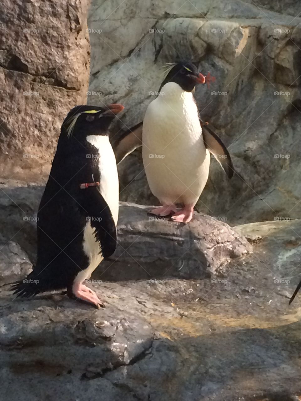 Penguins at the zoo