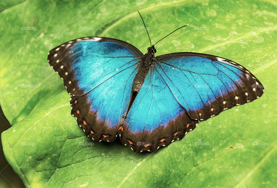 Blue Morpho butterfly