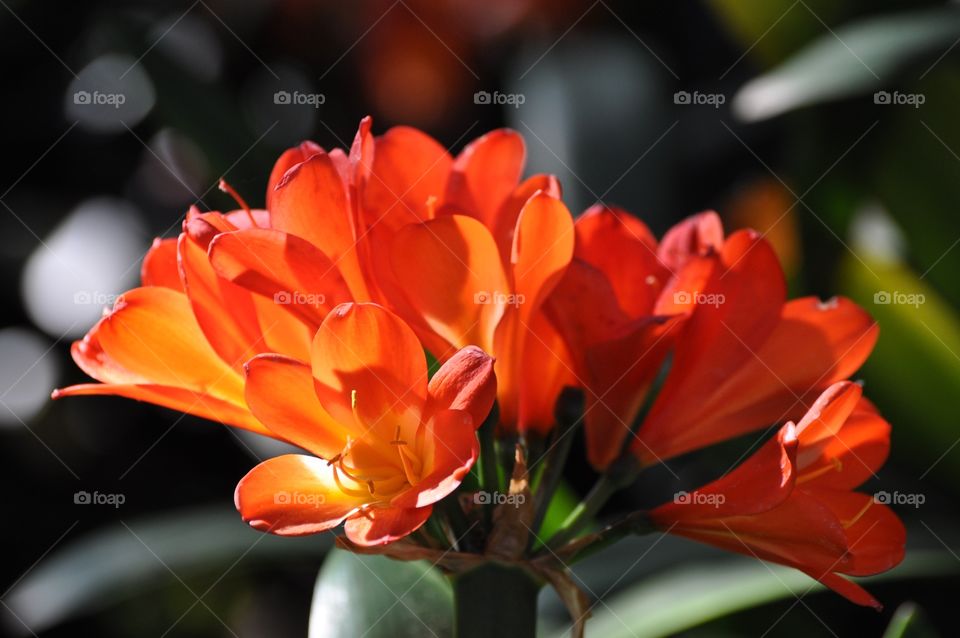 Orange flowers