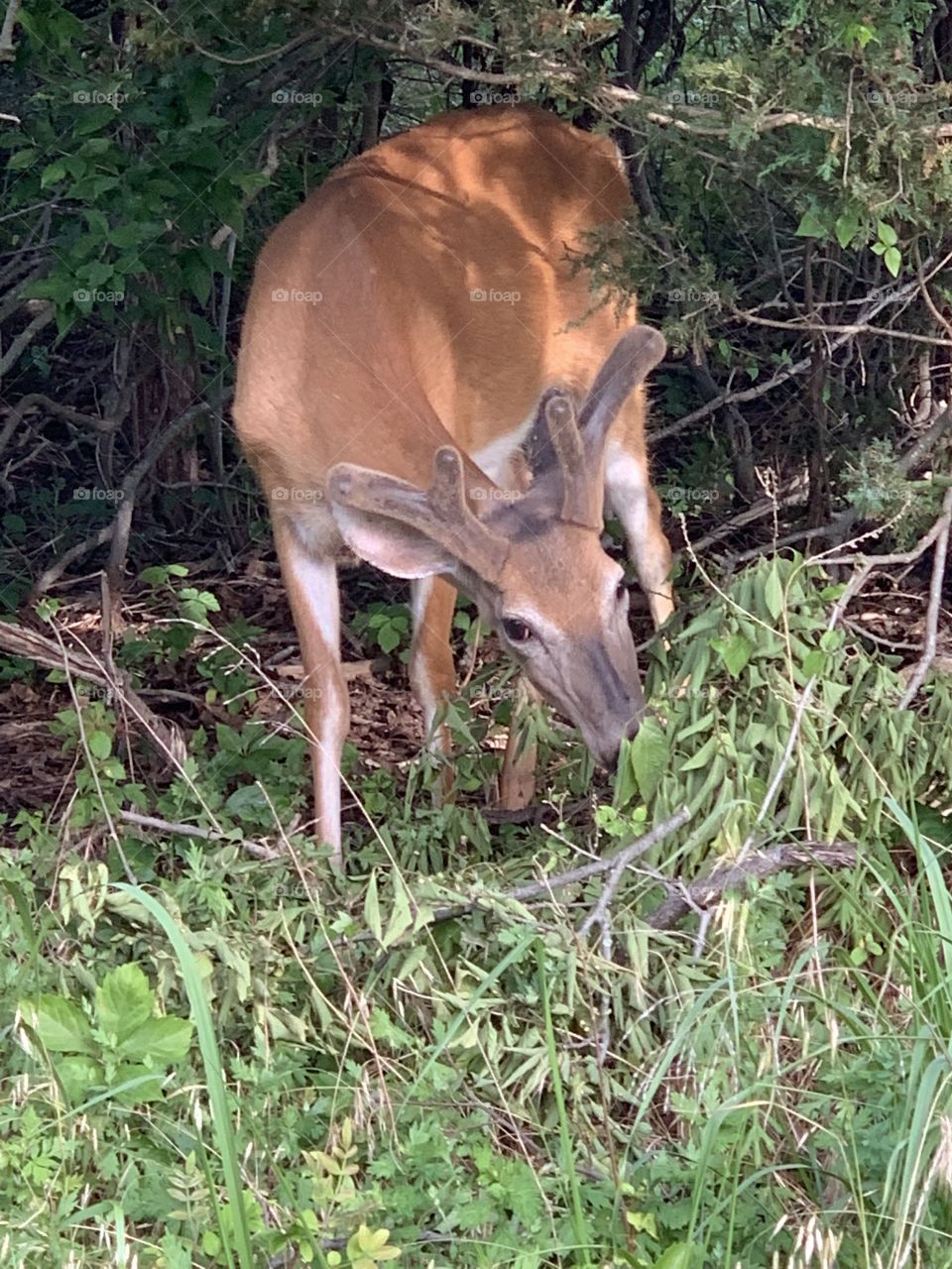 Deer on my bike path