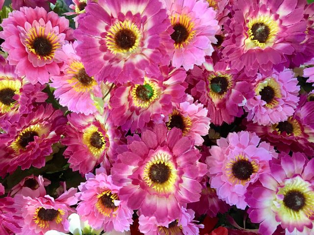 Pink blooming flowers on the background