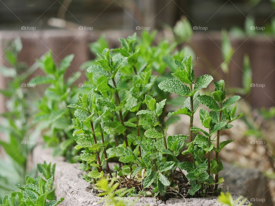 Peppermint plant