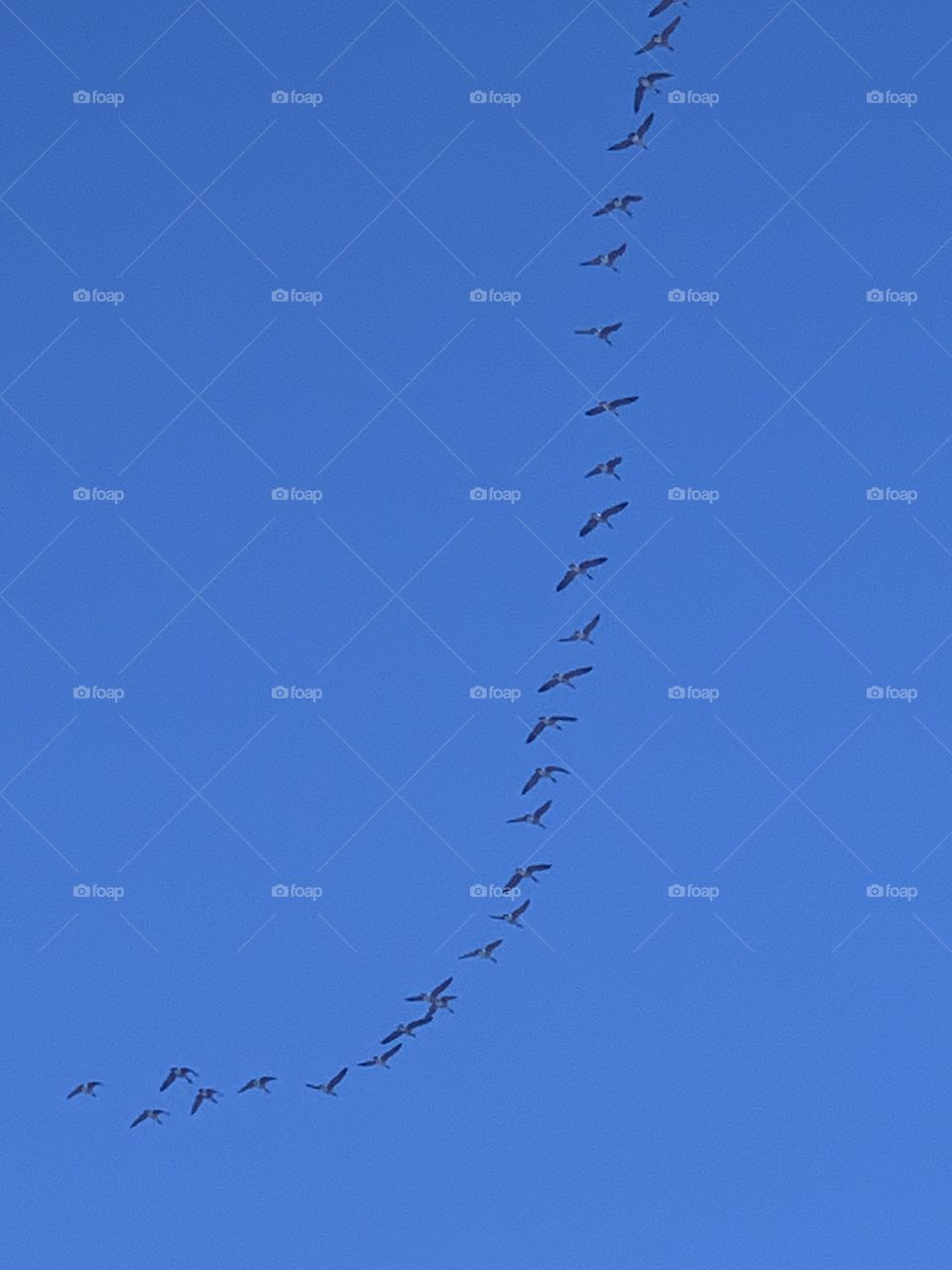 Birds flying south for the winter 