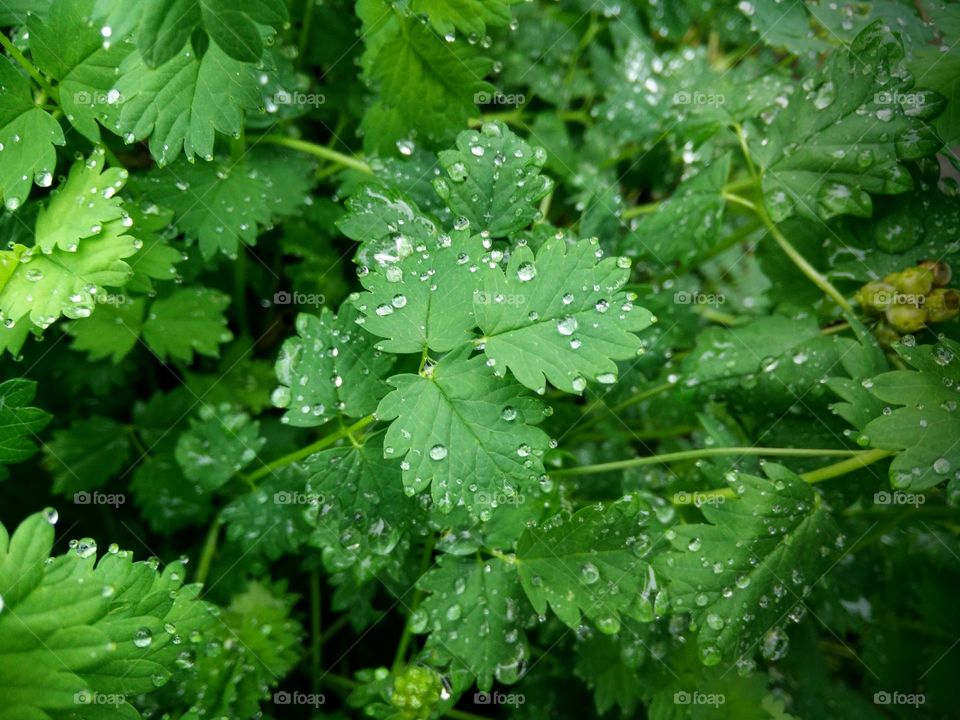 Close-up of water drop on leaves