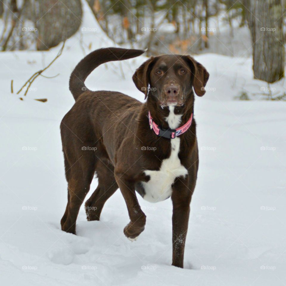 Sammy loving the snow