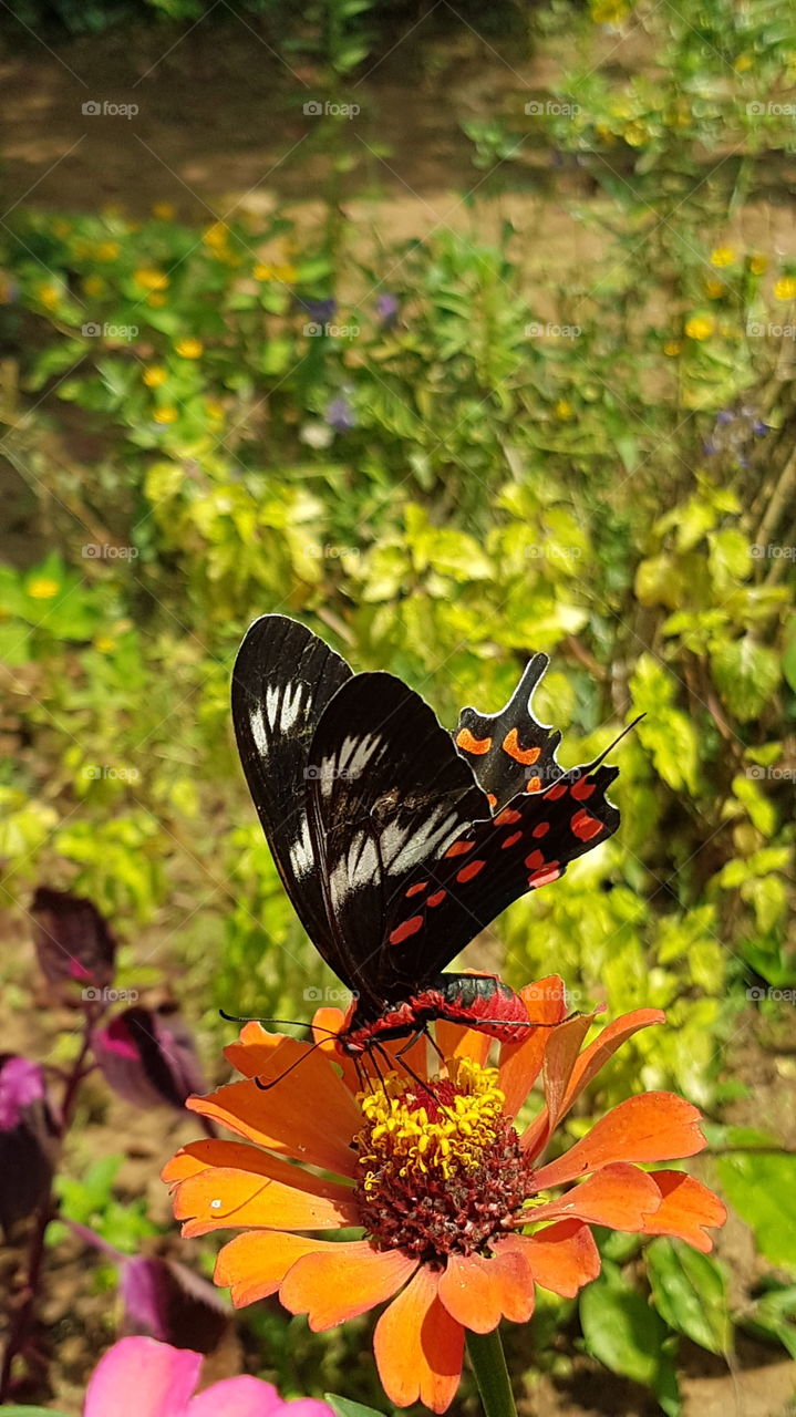srilankan butterfly