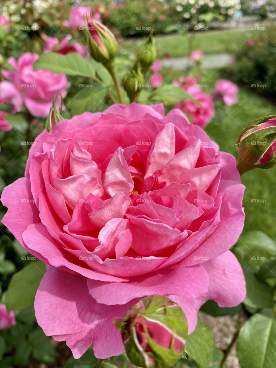 Roses- pink roses symbolize gratitude, grace and joy.  Pink roses can coney or a sense of happiness. 