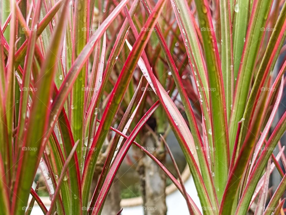 Close-up of a plant with long, red, and green leaves growing vertically and tightly together. These leaves appear wet or shiny, adding to the visual beauty of the plant