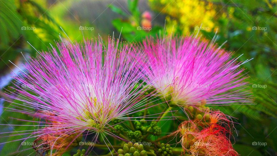 Close-up of pink flowers