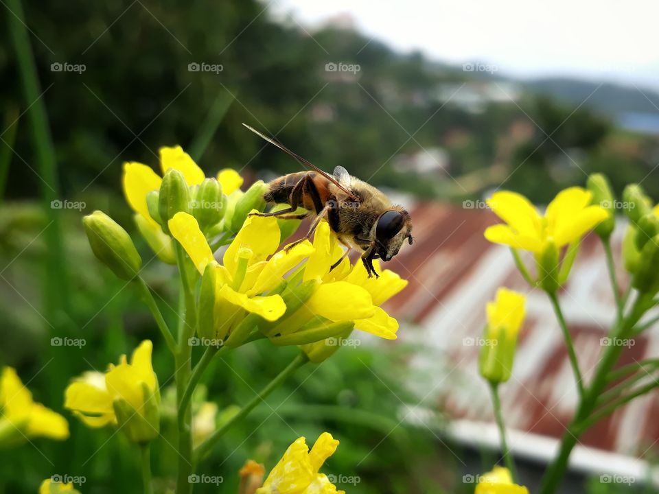 One of the beautiful signs of summer is the honeybee buzzing around the flowers and enjoying the nectar out of it, lovely summer indication!