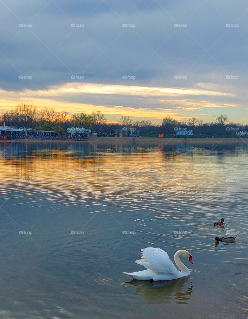 A white swan  and two ducks swim  on the lake in the evening.  Wildlife in urban setting