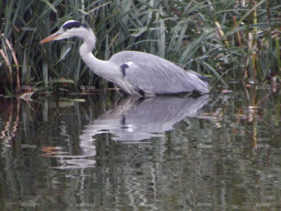 Bird, Wildlife, Heron, Water, Nature