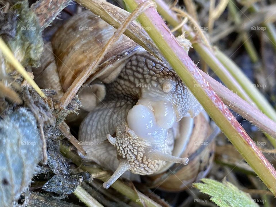 Snails 