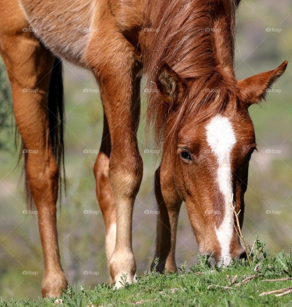 Wild Horse Eating Winter Grass