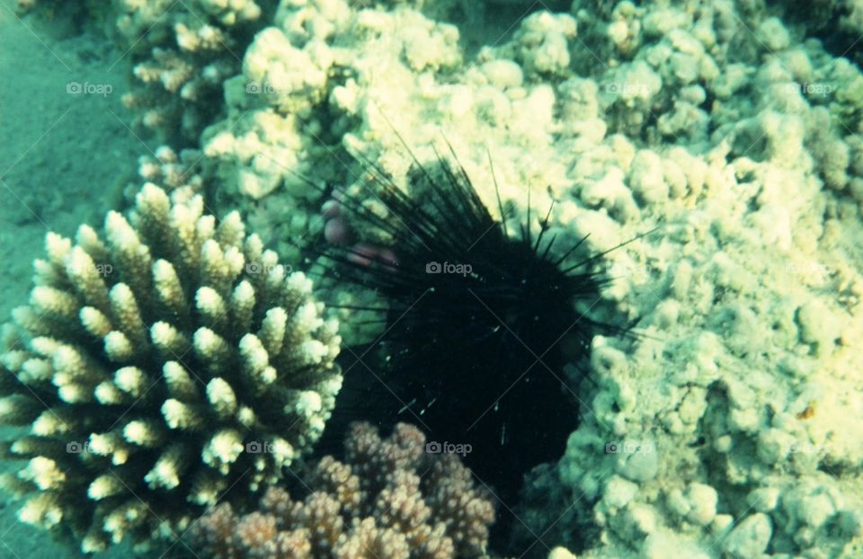 sea ​​urchin